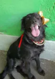 Pipa
