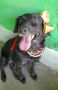 Pipa