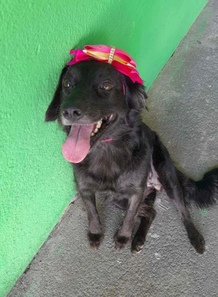 Cachorro ra a SRD idade 1 ano nome Pipa