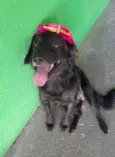 Pipa