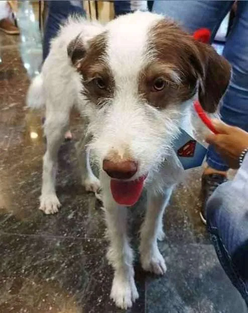 Cachorro ra a SRD idade 2 a 6 meses nome Cleiton 