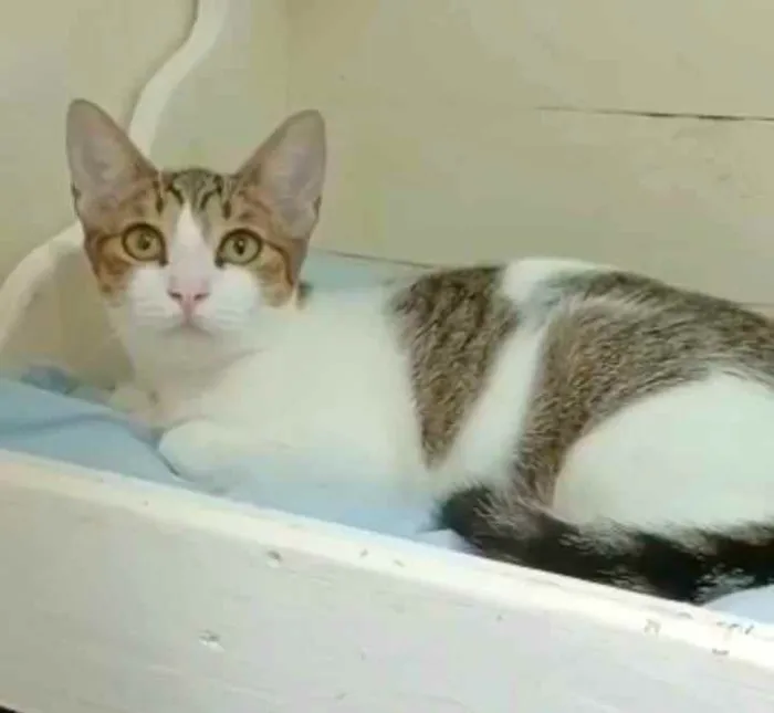 Gato ra a srd tricolor idade 2 a 6 meses nome FRIDA