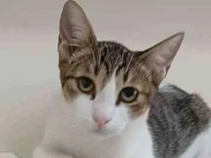 Gato raça srd tricolor idade 2 a 6 meses nome FRIDA