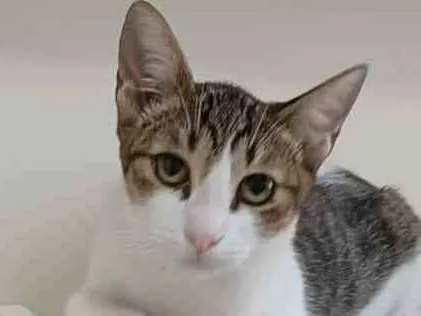 Gato ra a srd tricolor idade 2 a 6 meses nome FRIDA