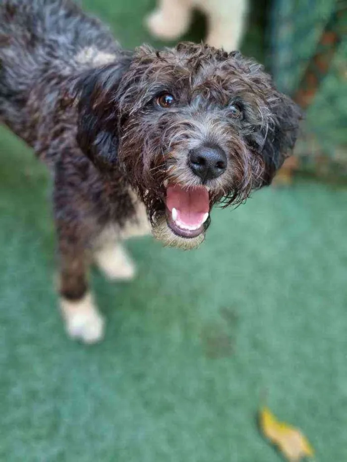 Cachorro raça Srd idade 7 a 11 meses nome Jack