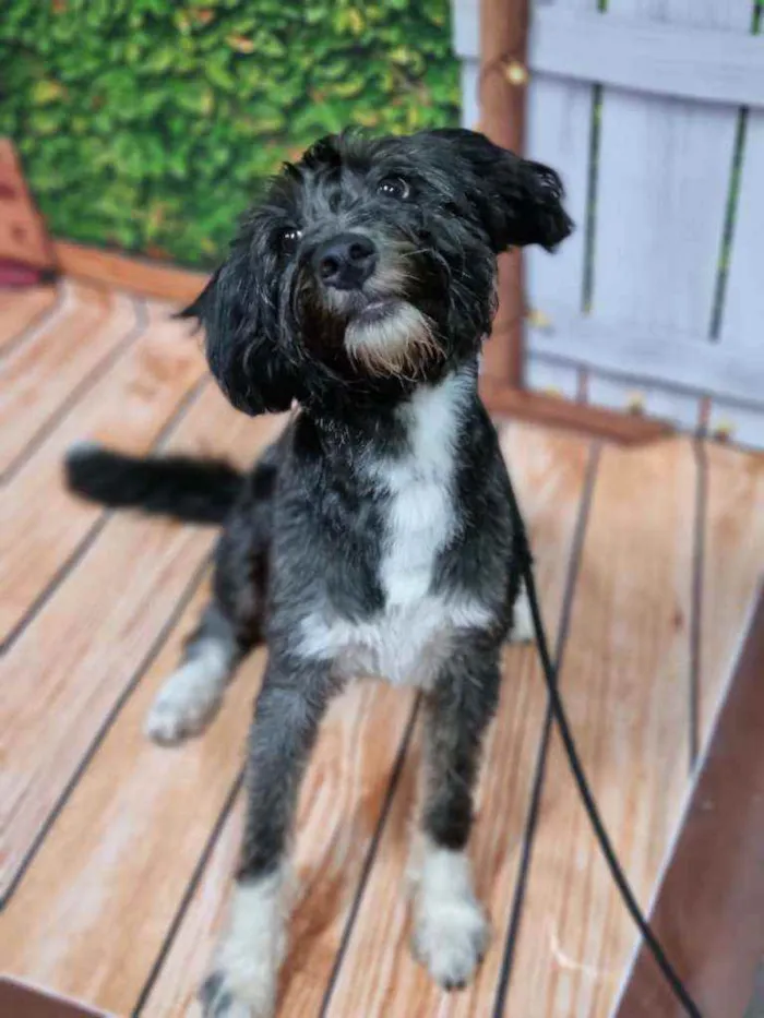 Cachorro raça Srd idade 7 a 11 meses nome Jack