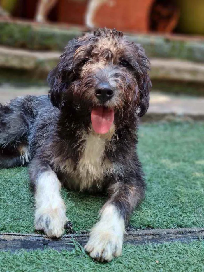 Cachorro raça Srd idade 7 a 11 meses nome Jack