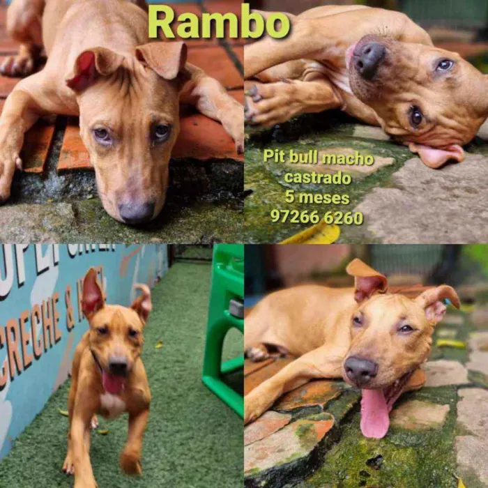 Cachorro ra a SRD idade 7 a 11 meses nome Rambo 