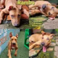 Rambo
