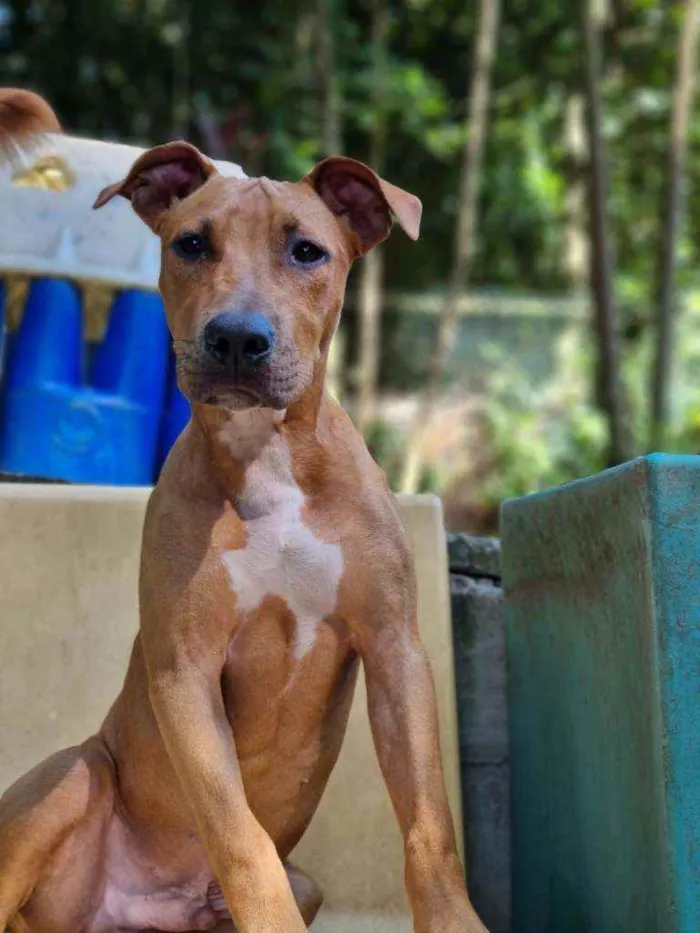 Cachorro ra a SRD idade 7 a 11 meses nome Rambo 