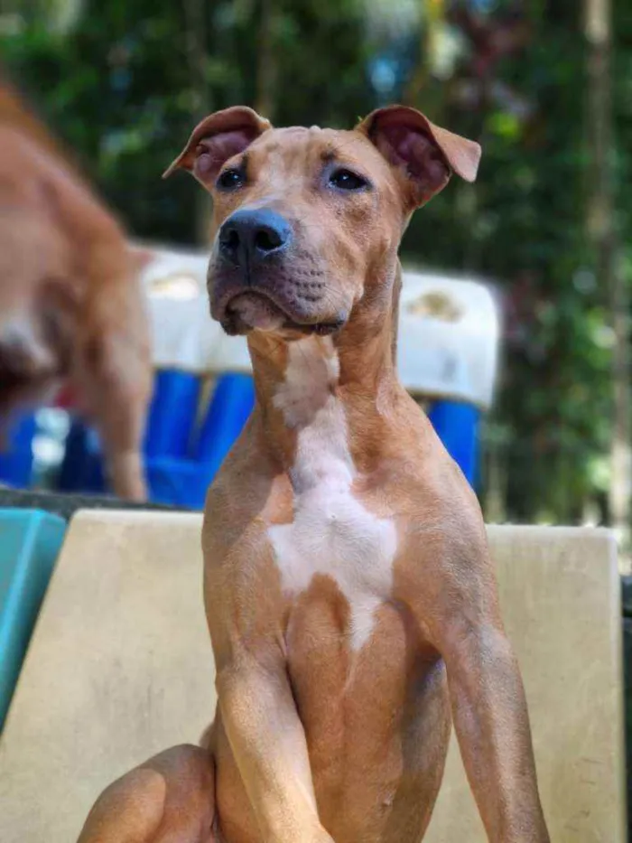 Cachorro ra a SRD idade 7 a 11 meses nome Rambo 