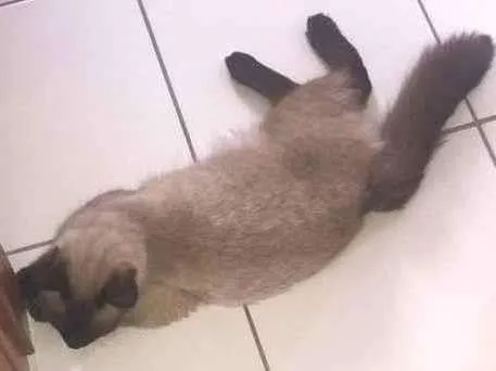 Gato ra a Siamês  idade 7 a 11 meses nome Bruce e jade 