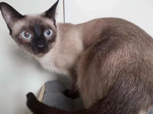Gato raça SRD idade 1 ano nome ROMEU