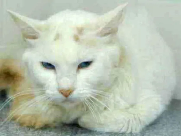 Gato ra a Srd idade 3 anos nome Branquinho