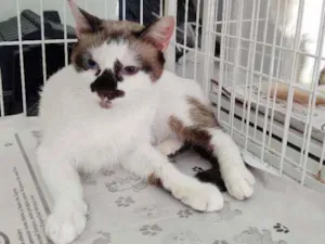 Gato raça Srd idade 2 anos nome Lua