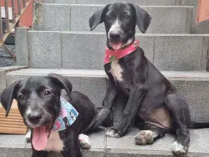 Cachorro raça Srd  idade 2 a 6 meses nome Filhotes 4 meses