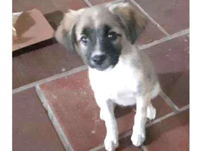 Cachorro ra a  idade 2 a 6 meses nome Espaçosa 