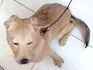 Cachorro raça Eu creio q vira lata idade 7 a 11 meses nome Mainê