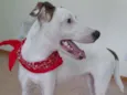 Apolo