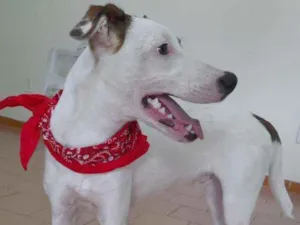 Cachorro raça Srd idade 7 a 11 meses nome Apolo