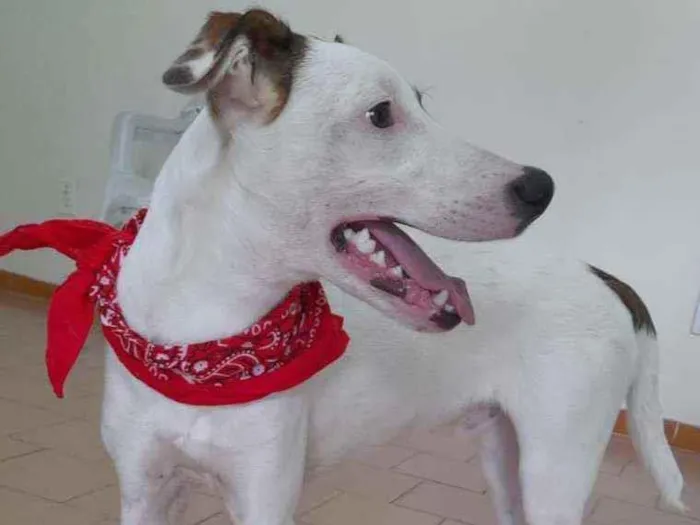 Cachorro ra a Srd idade 7 a 11 meses nome Apolo