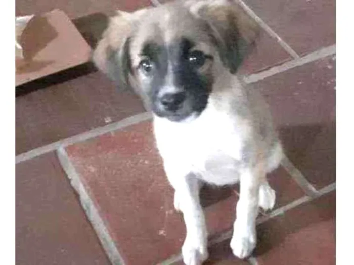 Cachorro ra a  idade 2 a 6 meses nome Cinderela