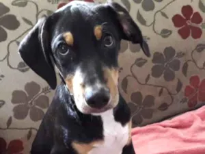 Cachorro raça Srd  idade 2 a 6 meses nome Bob