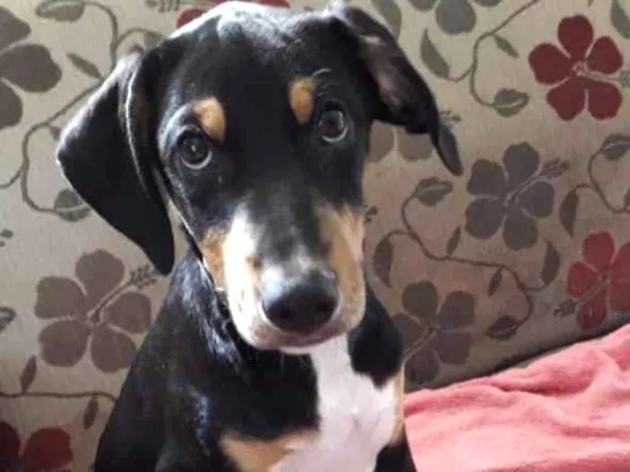 Cachorro ra a Srd  idade 2 a 6 meses nome Bob