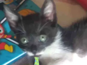 Gato raça Mestiço  idade 2 a 6 meses nome Mikey 