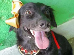 Cachorro raça SRD idade 1 ano nome Pipa