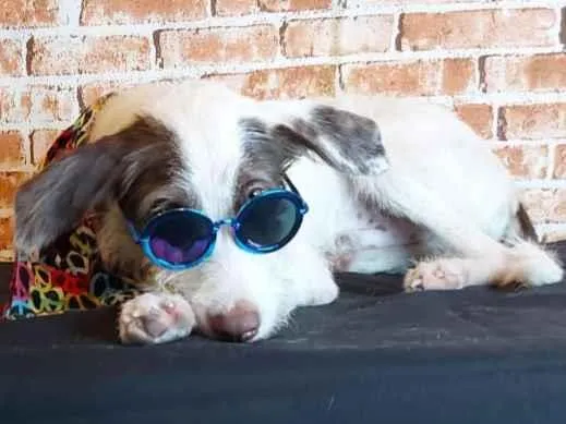 Cachorro ra a SRD idade 2 a 6 meses nome Cleiton 