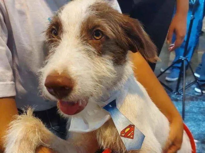 Cachorro ra a SRD idade 2 a 6 meses nome Cleiton 