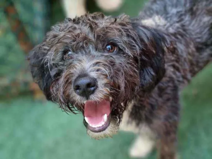 Cachorro raça Srd idade 7 a 11 meses nome Jack