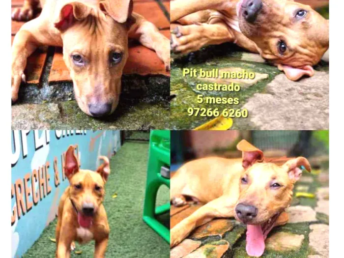 Cachorro ra a SRD idade 7 a 11 meses nome Rambo 