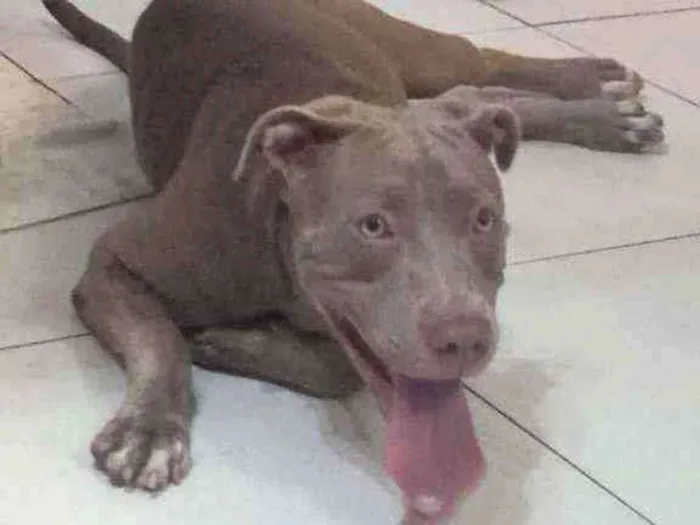 Cachorro raça Srd  idade 7 a 11 meses nome Katy