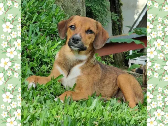 Cachorro ra a Srd idade 2 a 6 meses nome ANAÍ