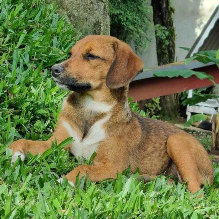Cachorro ra a Srd idade 2 a 6 meses nome ANAÍ