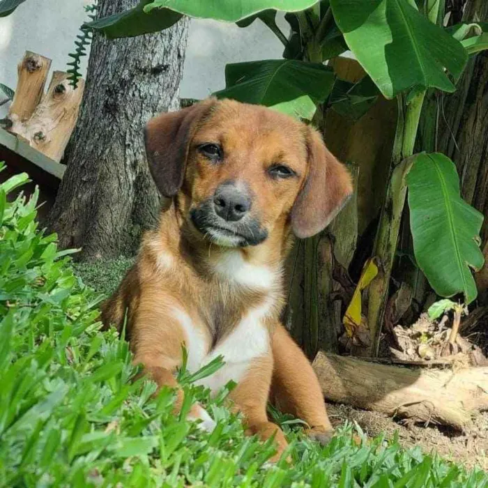 Cachorro ra a Srd idade 2 a 6 meses nome ANAÍ