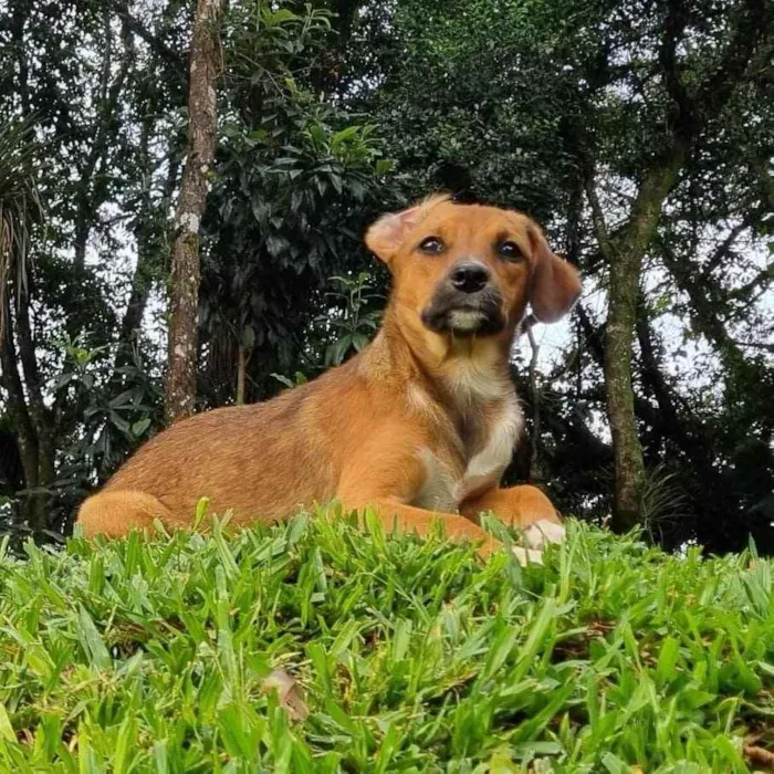 Cachorro ra a Srd idade 2 a 6 meses nome ANAÍ