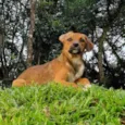 ANAÍ