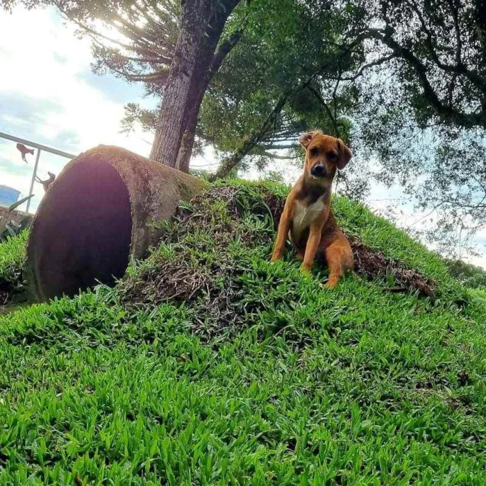 Cachorro ra a Srd idade 2 a 6 meses nome ANAÍ