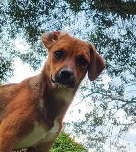 Cachorro ra a Srd idade 2 a 6 meses nome ANAÍ