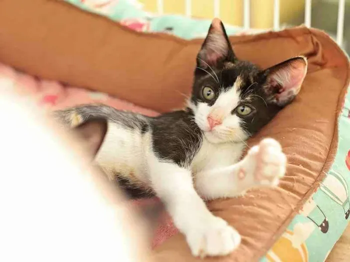 Gato raça SRD idade 2 a 6 meses nome Modesty