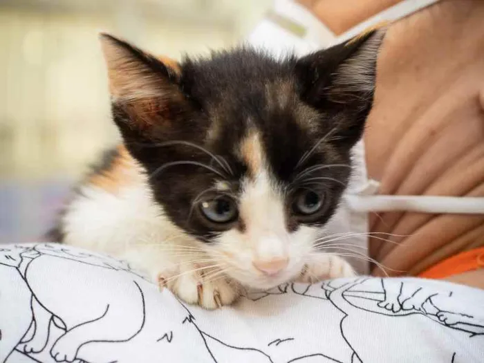 Gato raça SRD idade 2 a 6 meses nome Modesty