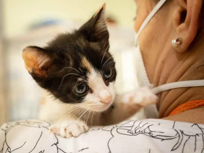 Gato raça SRD idade 2 a 6 meses nome Modesty