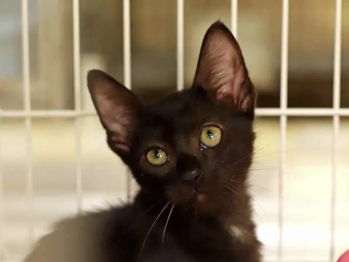 Gato raça SRD idade 2 a 6 meses nome Newt