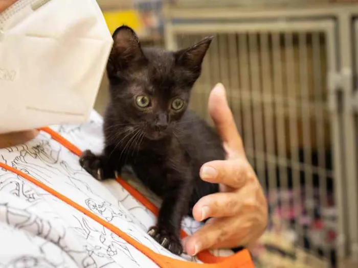 Gato raça SRD idade 2 a 6 meses nome Newt