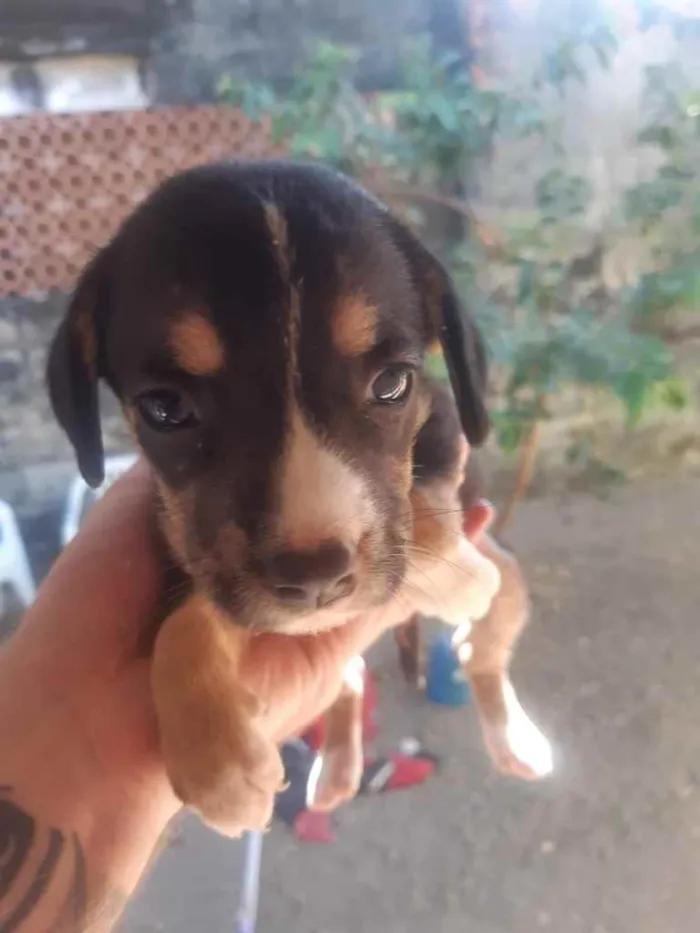 Cachorro ra a Vira lata idade 2 a 6 meses nome Filhotes 