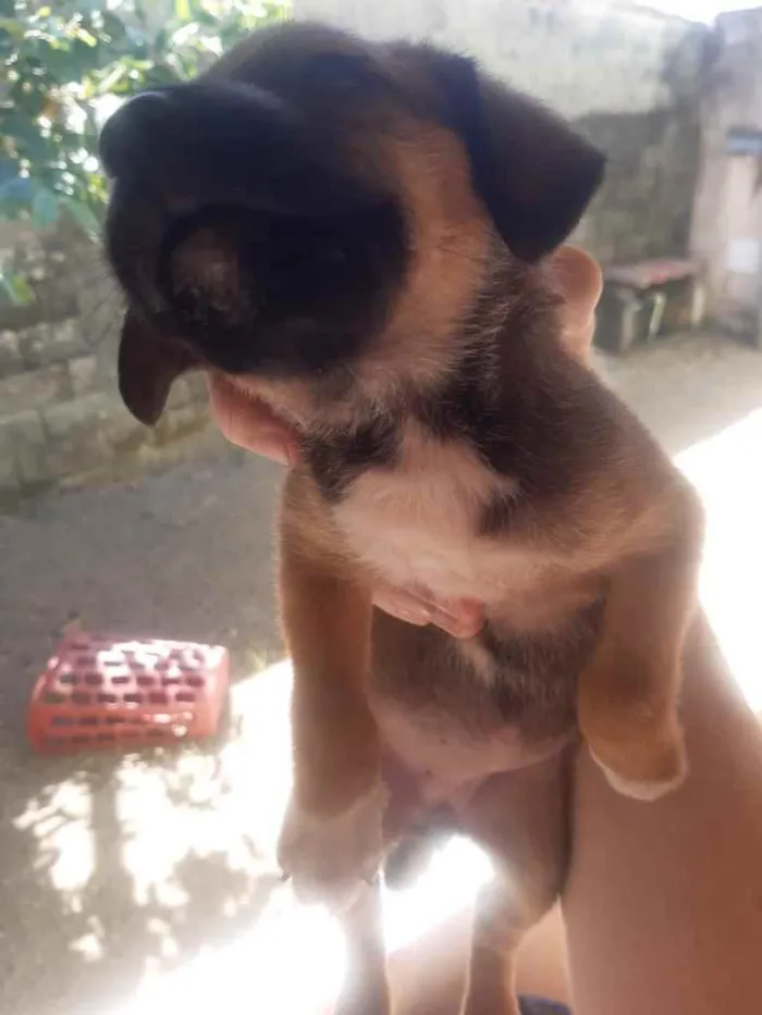 Cachorro ra a Vira lata idade 2 a 6 meses nome Filhotes 