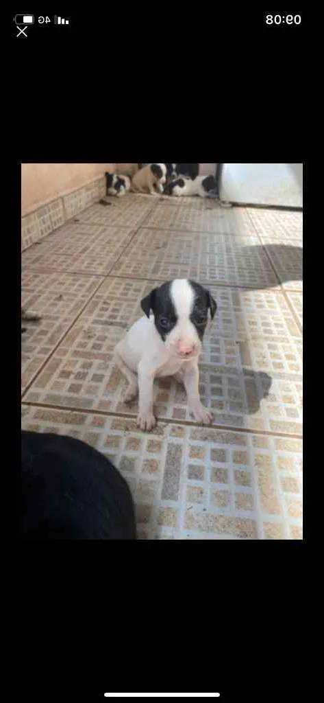 Cachorro ra a Vira lata idade 2 a 6 meses nome Filhotes 